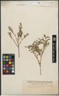Foto von Salix purpurea L. x Salix repens L.